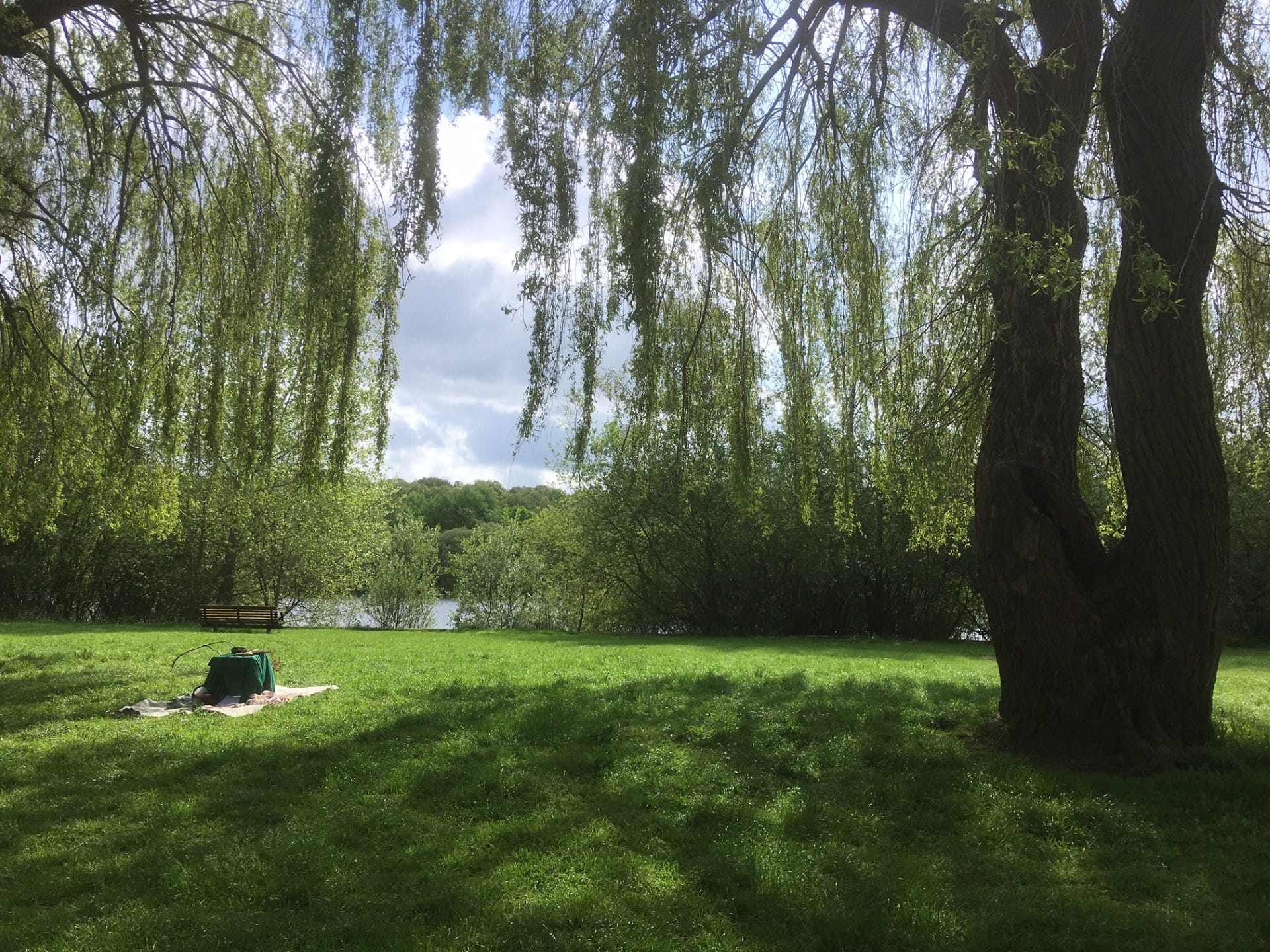 Under the Willows