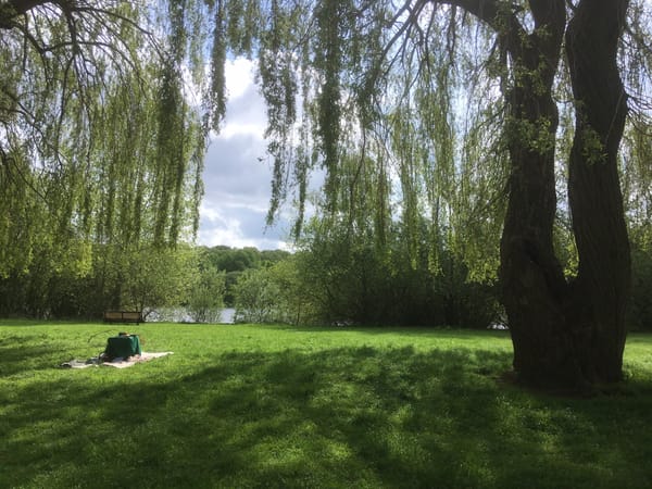 Under the Willows